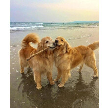 Golden Retriever Dogs 1000 Piece Jigsaw Puzzle, Challenging and Stimulating Puzzle Game, Wall Art Unique Gift