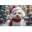 Ξύλινο παζλ Bichon Frise Santa Anime 500 τεμαχίων, διασκεδαστικό, διαδραστικό, οικογενειακό πα 1