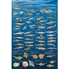 Hait Great White Thresher Hammerhead 500-palainen palapeli aikuisille, lelulahja perheen sisustukseen