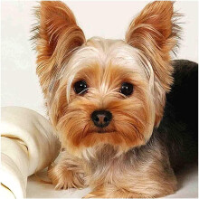 Rompecabezas de madera de 300 piezas con diseño de Yorkshire Terrier, ideal para adultos y adolescentes, ideal para decorar la pared del hogar y la