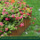 6 Inch X 20 FT Lawn Edging Borders,Corrugated Galvanized Garden Border 6