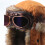 Winter Hat with Protective Eyewear Soft-Military Cuckold Bro 7