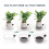 Deep Plant Saucer, Bottom Watering Tray with Height-Adjustable Planter 6