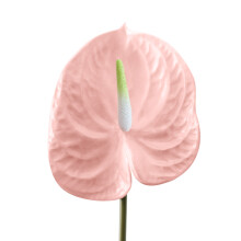 Fotografiske forsyninger, blomster af polyesterfibre, livligt, livagtigt silkefyld til professionelt fotostudie