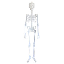 Liikkuva luurankokoriste, luonnollisen kokoinen halloween-luuranko liikuteltavilla nivelillä, kestävät muoviluut sisä- ja ulkokäyttöön,
