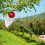 Fruit Picker Pole with Storage Bag Stainless Steel 4M Telescopic High 4