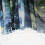 Polyester Bath Blind Set, 3D Printed Misty Pine Forest Privacy Protection Antibacterial Super Water-repellent Fabric, Unique Design Patterns Includes 4