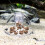 Reusable Snail Trap for Effective Garden Pest Control with Easy Setup 8cm 2