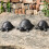 Porte-clés en forme de tortue, aspect pierre réaliste, avec-D 5