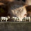 Britains Britains Simmenta/Charolais Cows 4