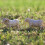 Britains Britains Simmenta/Charolais Cows 3