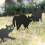 Cat Figure Ground Insert Decor Set 3 Pcs 2d Lifelike Kitten With Reflective Eyes 5