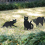 Cat Figure Ground Insert Decor Set 3 Pcs 2d Lifelike Kitten With Reflective Eyes 4