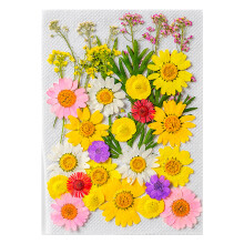 Collectie van veelkleurige geperste droge-Lente en herfst ma
