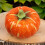Simulation de citrouilles artificielles réalistes, légumes-Vert 6