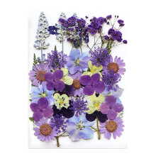 Collectie van veelkleurige geperste droge bloemen-Ziwei-ster