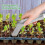 Setzling-Transplantationszange, Setzling-Starter aus-groß 6