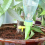 Garden Automatic Drip Flower Plant Self Watering Spikes Stake Water Device 3