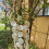 Handmade White Shell Moon Chimes Dreamcatchers for Home Garden 5