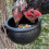 Bol d'alimentation en caoutchouc pour poulet, 2 pièces, pour 3