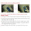 Precisions Internet Wire Monotor for Live Line Polarity 6