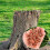 25Pcs Coppers Nails Tree Stump KillersBulk Stump Removal Spikes Hardware Nails for Trees Removing Stumps 7