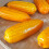 Modèles de maïs artificiel, 2 pièces, Simulation de légumes 5