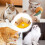 Outdoor Cat Carpet Tunnel 5