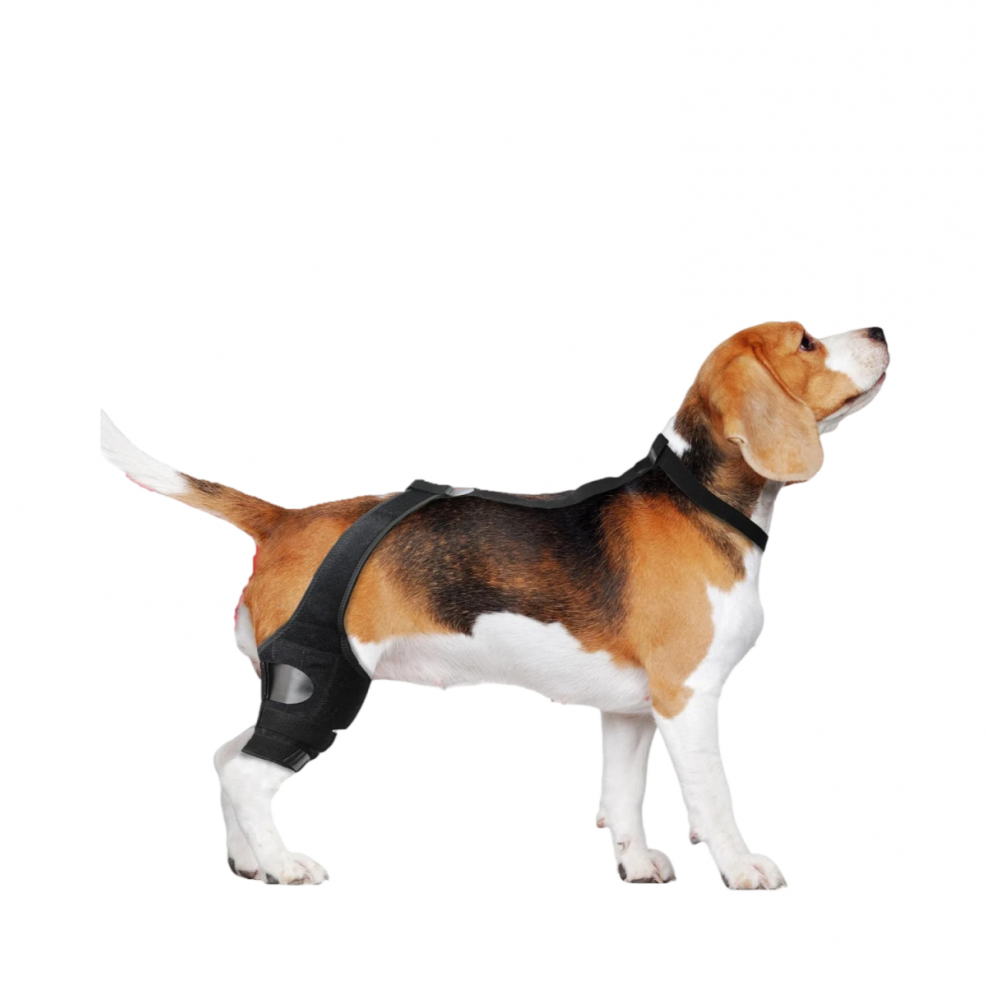 Dog Cruciate Knee Brace for ACL Injury - Hind Leg Stabilizer