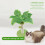 Cat Scratching Post for Cats Tree Catcus Cat Scratcher Posts Toy Cute Kitten Kitty Sisal Rope Scratch with Teaser 2