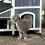 Cat House 2
