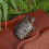 Multifunctionele schaalhellingcontainer, ideaal voor-Bruin rood 7
