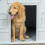 Dog Crate 2