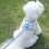 Comfortable Cat Leash for Kittens Adjustable Harness Set Soft Lightweight Escape-proof Design Small Cats Blue M 2