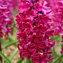 Hyacinth Bulbs Woodstock Purple 5 Pack Vibrant Fragrant Blooms Easy Autumn Planting UK Gardens