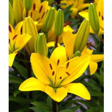 12 Val Di Sole Yellow Asiatic Lily Bulbs for Garden - Summer Perennial Flowering Plants, Hardy Garden Bulbs
