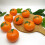 Packung mit 6 künstlichen orangefarbenen-orange 7