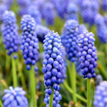 Hyacinth Bulbs for Planting, Strong Fragrance, Vibrant Colors, 10 Bulbs Bedding Plants
