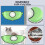 Cat Window Perch Hammock EVA Material Window Suction Cups Green Nest Sunbath Bed 2