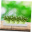 Plant Germination Tray Rectangular Plastic Sprout Tray For Mason Jar Cultivation Easy To Clean Kitchen Seed Sprouting 3