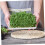 Plant Germination Tray Rectangular Plastic Sprout Tray For Mason Jar Cultivation Easy To Clean Kitchen Seed Sprouting 4