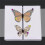 Insect Specimenmaking Tool Kit, Suitable for Insect Lovers' Biology Project Classroom 6