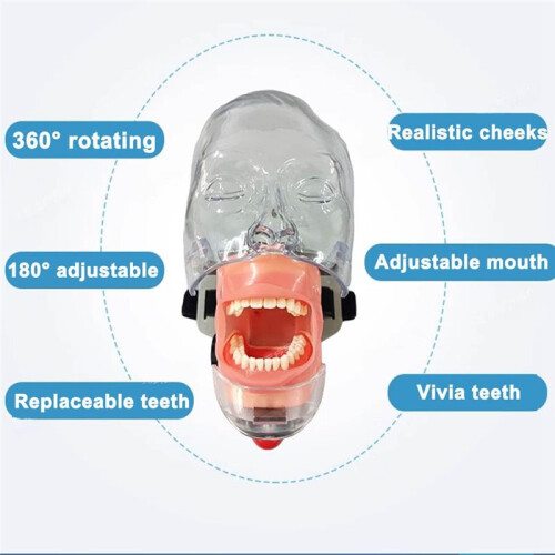 Dental Simulator Mannequin-, Dental Teaching- Model Fix  Chair with Removable Teeth, Typodont Teeth Model 1