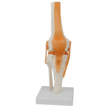 Modelo de Anatomia da Articulação Do Joelho Humano 1:1 Recursos de Ensino de Ciências Médicas em Tamanho Real Anatomia Humana Cassroom Supplies