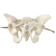 Human Female Pelvis Model Midwifery Teaching Aid Female Pelvic
