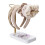 Elegant Scrunchies Storage Rack With Sturdy-  Double layer 3