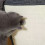 Katzenkratzer, Sisalmattenbrett, Katzenkratzer-Einfaches Sofa 5