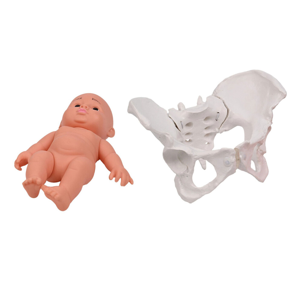 Midwifery Teaching Model Female Pelvis Model with Baby for