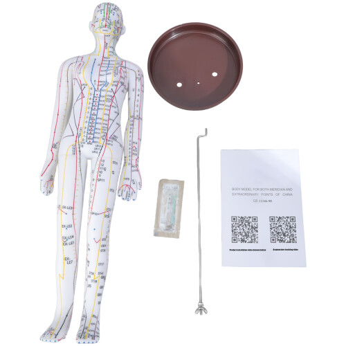 Human Acupuncture Model with Acupoints and Meridians-Female