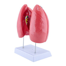 Human Normal Lung Anatomy Model with Detachable Parts for